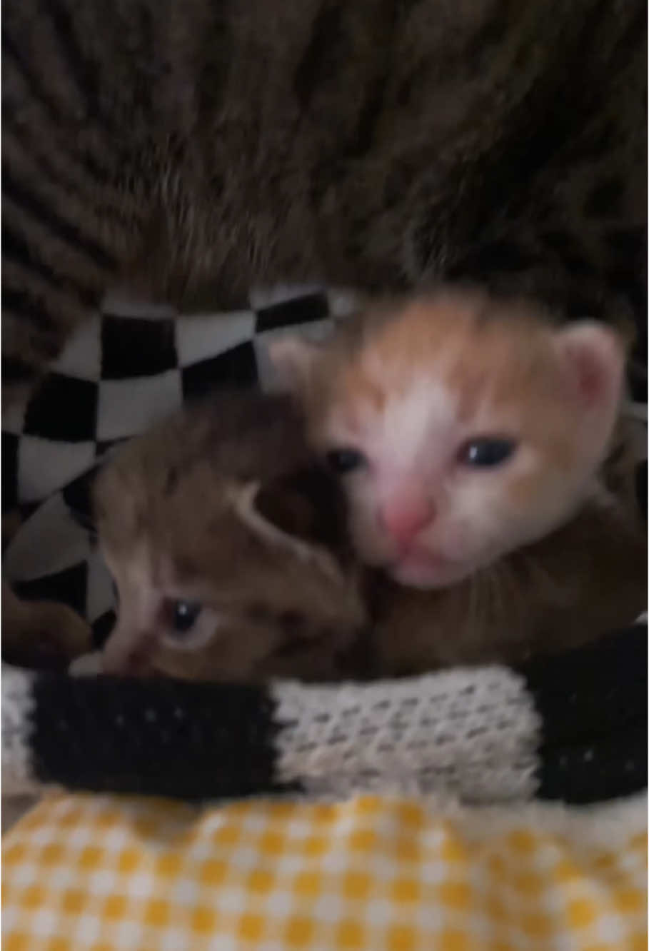 cute cat #cat #catsoftiktok #kitty #kitten #cutecat #catlover #pet #cute #funny #foru #fyp 