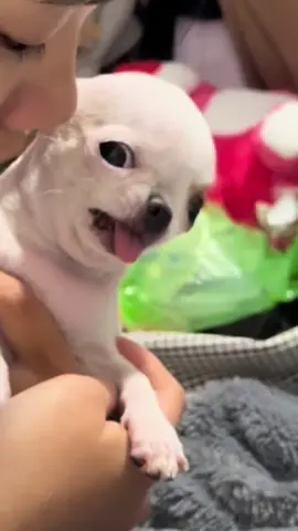 Sổ đỏ là của ai ? 📕#chihuahuamini #chihuahua #xh #xhhhhhhhhhhhhhhhhhhhhhhh 