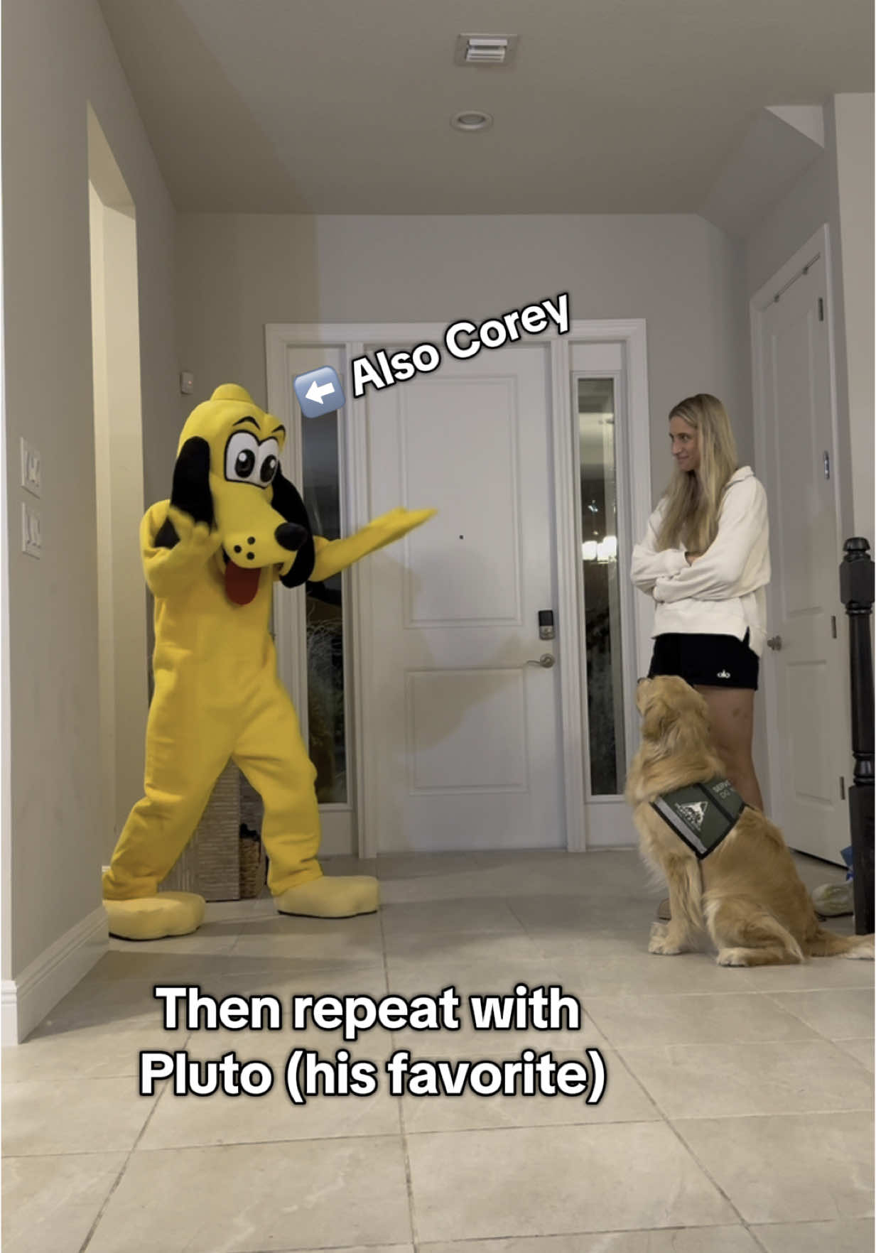 The second I found out I could rent these costumes it was game over 😂 #dogsoftiktok #dogsoftiktokviral #goldenretriever #servicedog #assistancedog #disney #disneyparks #disneyworld 