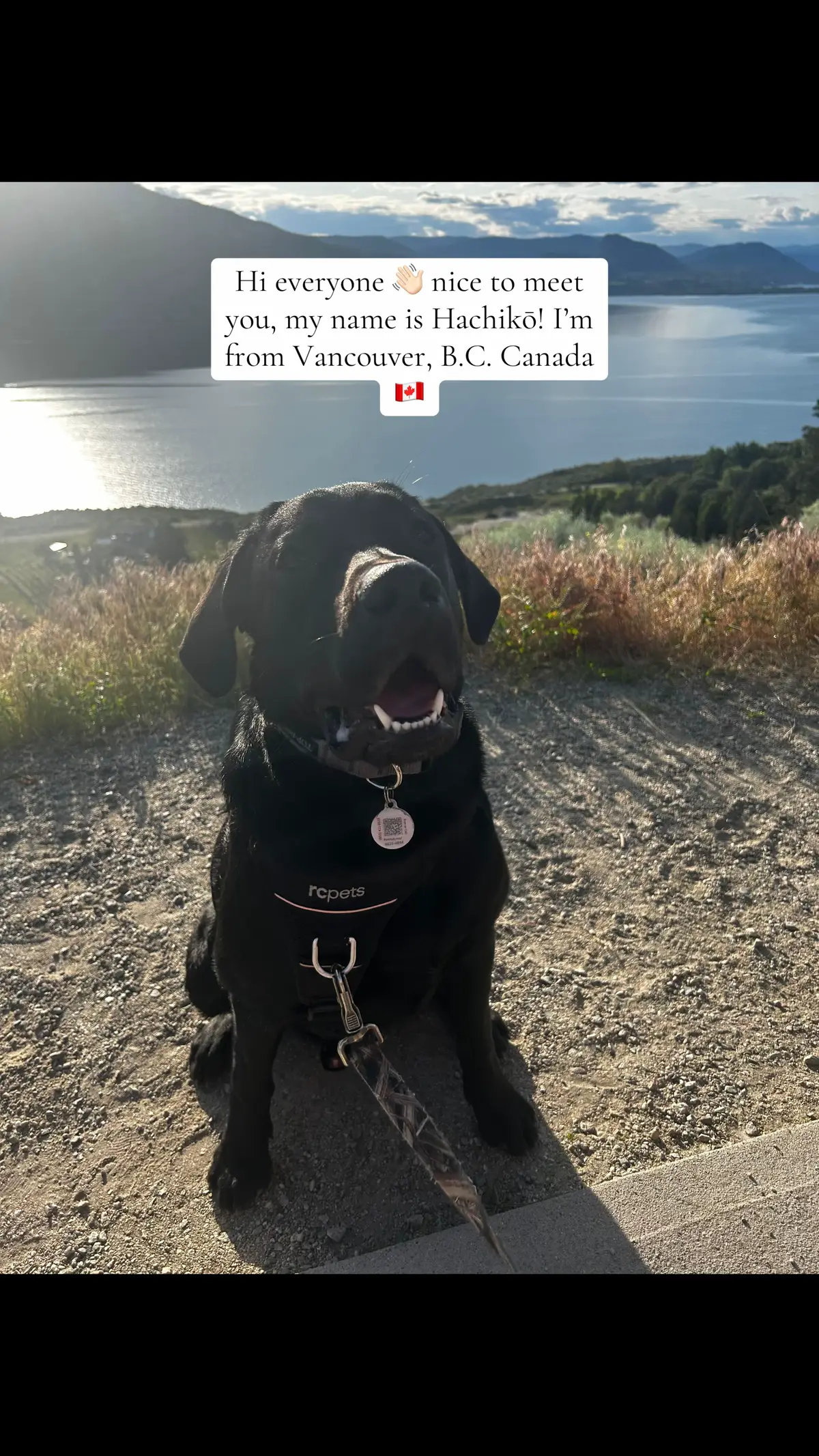 We want to make more friends! Introduce us to your dogs 🙂❤️ #puppylove #pup #labpuppy #mastador #labrador #puptok #blacklab #puppiesoftiktok 