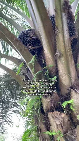 #foryoupage #fyppppppppppppppppppppppp #sawitindonesia #kebunsawit #petanisawit #yaramila161616 #storysawit #sawitstory🌴🌴🌴 #petaniindonesia🇮🇩🇮🇩🇮🇩🌿🌿 #fypシ 