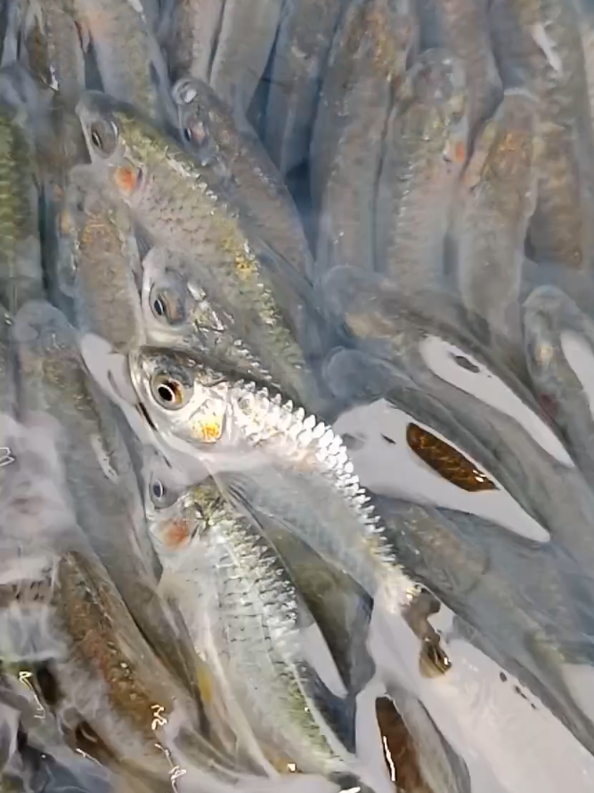 River fishing in new water #foryoupage #riverfishing #fishingtime #shorts #amazing 
