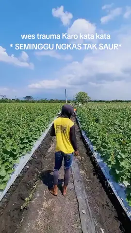 🖕🔥🖕 #melonngawi #petanimelon #ngawi_ramah #petanimuda #petaniindonesia🇮🇩🇮🇩🇮🇩🌿🌿 #fyppppppppppppppppppppppp 