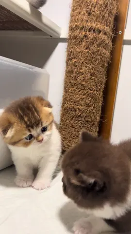 🦁&🐻 #adopsikucingjogja #adopsibritishshorthair #adopsibritish #kucingbritish #bshjogja #britishimport #bshcinnamon #kittenbritish #britishjakarta #adopsikucing #bshkitten #openadoptkucing #adopsikucingjakarta #adopsikucingsurabaya #cute#cat#adopsikucingtangerang #adopsikucingbekasi #cinnamonimport