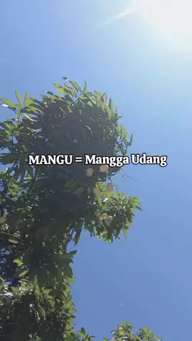 MANGU = Mangga Udang 🥭🥭🥭 #promomakangajian #manggaudang #manggasamosir #mangga #ai #danautoba #danautoba #fypdong #fuji #fujian #storywa #mangu #batak #bataktiktok #bataktiktok #boruniraja #borutoba #followme #kampunghalaman 