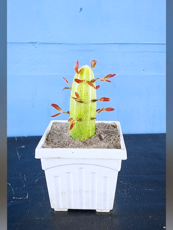 #cinnamons #plants #fypシ #gardeningtips 
