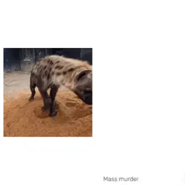 #hyenasoftiktok #hyenas #hyena 