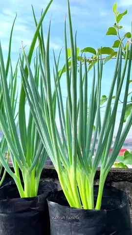 Tips menanam daun bawang anti gagal 😍 #kebunfazkha #kebunrooftopfazkha #garden #gardening #minigarden #kebun #kebunku #kebunrumah #kebunrumahan 