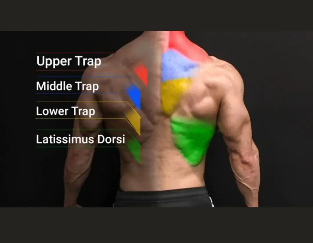 To build strength and hypertrophy in the trapezius muscle, you want to train all three regions: upper, middle, and lower traps. Each part has a different function, so you’ll want a combination of exercises. 🔺 Trapezius Anatomy Overview Upper traps: Elevate and upwardly rotate the scapula (e.g., shrugging). Middle traps: Retract the scapula (e.g., rowing movements). Lower traps: Depress and assist with upward rotation of the scapula (e.g., overhead work, scapular control). 💪 Best Trap Exercises for Strength & Hypertrophy 🔼 Upper Traps Barbell Shrugs Focus: Max load for hypertrophy/strength. Tips: Keep your arms straight and use straps if grip is limiting. Dumbbell Shrugs More ROM than barbell. Can do pauses or slow eccentrics for hypertrophy. Trap Bar Shrugs Neutral grip, more ergonomic. Allows heavy loading. Overhead Barbell Walk / Farmer's Walk Builds static trap strength and endurance. Excellent for athletes. ➡️ Middle Traps Chest-Supported Rows (e.g., incline bench row) Focuses on scapular retraction without momentum. Seated Cable Rows (elbows flared) Target mid traps if you row toward the upper abs/lower chest. Face Pulls (with external rotation) Light to moderate weight for high reps. Excellent for hypertrophy and shoulder health. 🔽 Lower Traps Prone Y Raises (on incline bench or Swiss ball) Very effective isolation. Low weight, strict form. Cable Y Raises or Reverse Cable Flies (high angle) Use a long cable line to mimic the overhead Y motion. Overhead Barbell Press / Dumbbell Press Indirect lower trap work, but critical for full development. Scapular Pull-Ups Hang from a bar and perform scapular depression (shrug down without bending arms). 🧠 Programming Tips Frequency: 2–3 times per week. Sets/Reps:  Strength: 3–5 sets of 4–8 reps (use shrugs and heavy rows). Hypertrophy: 3–4 sets of 8–15 reps (use shrugs, rows, face pulls, Y raises). Tempo & Control: Use slow eccentrics on shrugs (3–4 seconds lowering) for more tension. 🔁 Sample Weekly Trap Split Day 1 (Push): Overhead press, cable Y raises Day 2 (Pull): Heavy barbell shrugs, chest-supported rows, face pulls Day 4 (Full Body/Carry Focus): Trap bar farmer’s walks, dumbbell shrugs. #trapezius #trapworkout #backday #shoulderday #bodybuilding #trainingtips 