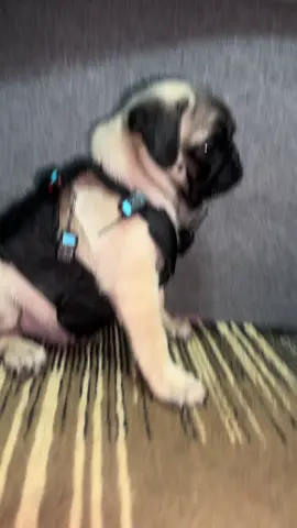 #foryou #pets #pug #dog #puppy #viral #foryou 