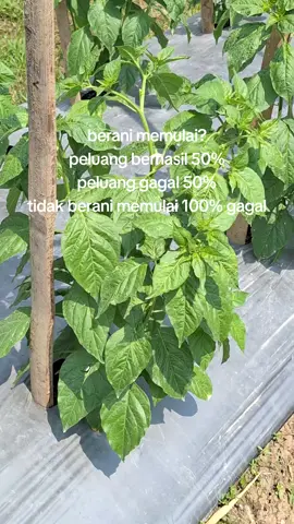 tidak berani memulai sudah dipastikan gagal 100% #petanicabai #fyp #barudaktanii🤪 #petanimudasukses #pemudatanimillenial #petaniindonesia🇮🇩🇮🇩🇮🇩🌿🌿 