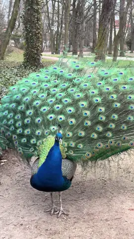 Peacock opening feathers ASMR #peacock #peacockfeather #asmr #павлин #pavoreal 