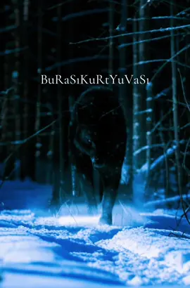 #🐺🌑☪️Karanlik_melek ☪️🌑🐺#Karanlik_melek #Siyah_melek #kurt #wolf #wolfedit 