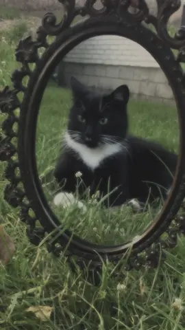 #cat 