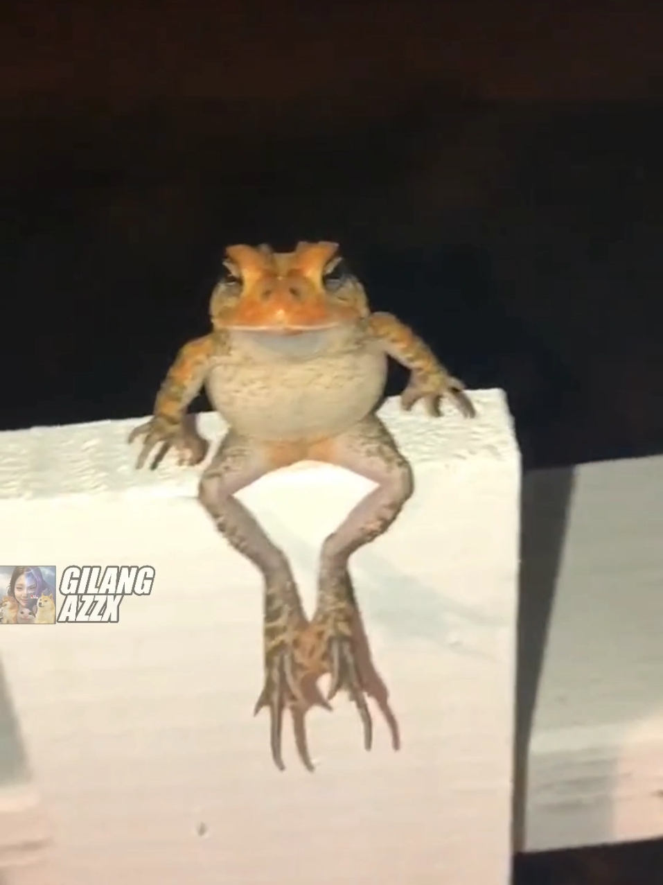 What the frog doin🗣️💯‼️ #meme #memes #absurdhumor #dankmeme  #memeabsurd #funnyvideos #memepage #memesdaily 