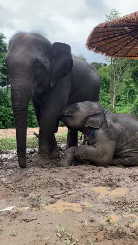 วัยสาวฟันน้ำนม#คนเลี้ยงช้าง❤ #คนรักช้าง🐘💚 