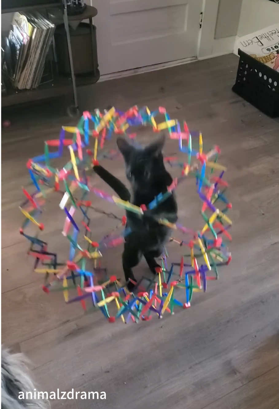 Funny Cat Compilation and Music Editing 🎶 #fyp #foryou #cat    #petlove #catsoftiktok #catlover #funny #funnyvideos #fypage #funnycat #funnytiktok #cats   