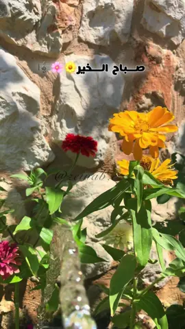 #صباحووووووووووووووووو___💐💐💐💐 #قهوتي #فيروز #حديقتي #فيروز_و_فنجان_قهوة #جنوب #fypシ゚ #لبنان🇱🇧_سوريا🇸🇾_فلسطين🇵🇸_تركيا #fyppppppppppppppppppppp #اكسبلور #لبنان🇱🇧 #فيروزيات #صباح_الخير 