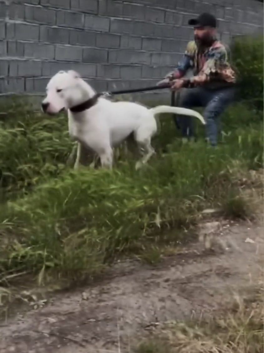 Here is the growth of a beautiful puppy #dogoargentinopower #dogoargentino🔥 #dogoargentino #dogo #dogoargentinopuppy 
