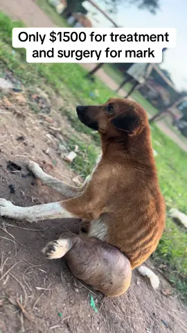 Help me to raise $1500 for treatment and surgery 
