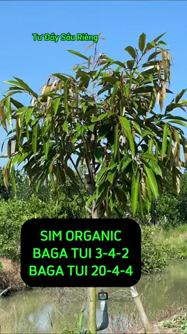 Combo vừa cải tạo đất, ngừa bệnh, cân bằng pH, kích thích vsv bản địa phát triển, vừa dưỡng rễ và dinh dưỡng giúp cây phát triển toàn diện. #tudaysaurieng #simorganic 