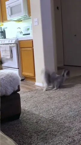 #funnyvideos #cat #funnycat #fypシ #funnykitten #funnypets #funnycats #fyp 