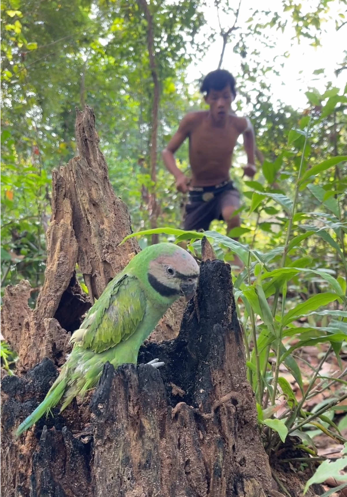Man catches parrot in hole in ground #parrot #short #idea #bushcraft #camping 