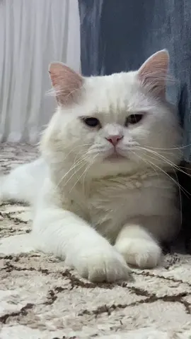 #الشعب_الصيني_ماله_حل😂😂 #بسهه_حلووه🐈💛 #اكسبلور 