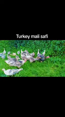 Chicks New Price list:: 3days old @80. 7days old @110. 14Days old @140. 21days old @180. 28days old @230. 5weeks old @300. 6weeks old @350. Jogoo Mature @1k. Turkey Price list.  Female 4k.  Male @5k. Brooding Pots Available. Medium@1k. Large@1500. Boerboel Puppies @30k. Call or WhatsApp 0721118157.#chicken #improvedkienyejichicks #improvedkienyejipoultryfarm 