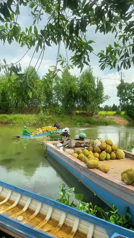 Kihh nghiệm chạy xuồng 38 năm trong nghề 😂 #xuhuong #mientay #longan #vuamitvanminh #mít 