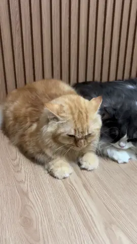 Ini kok gak ada yg melawan? Harusnya kannn nyakar” gituuu atau ngga ngehissing kek😭😂#kucing #lucu #kucinglucu #kucinggemoy #kucingtiktok #catsoftiktok #fyp 