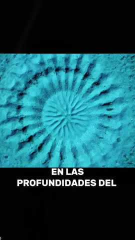 This spectacle was actually built by a fish. #animals #Foryou #Friendship #Us #fyp