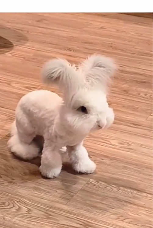 Rabbits wild tantrum.🐇#fyp #tiktok #usa🇺🇸 #rabbit #funny #rabbitsoftiktok 