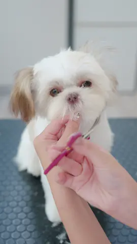 #doggrooming #asmr #puppy #adorable #satisfying 