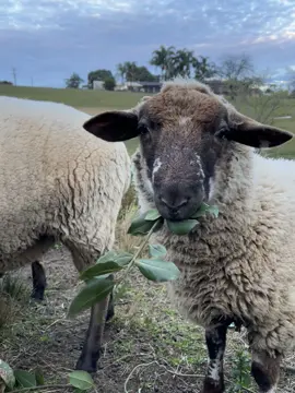 🐑🐑🐑 #sheep 