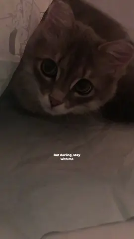 #lyrics 
