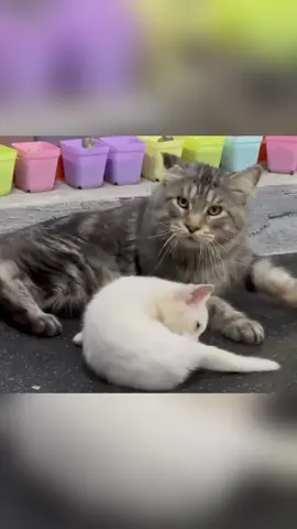 Gangster cats #cat #catsoftiktok #funnyvideo #fyp #pet 