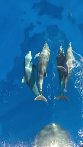 dolphins dance #amazingocean 