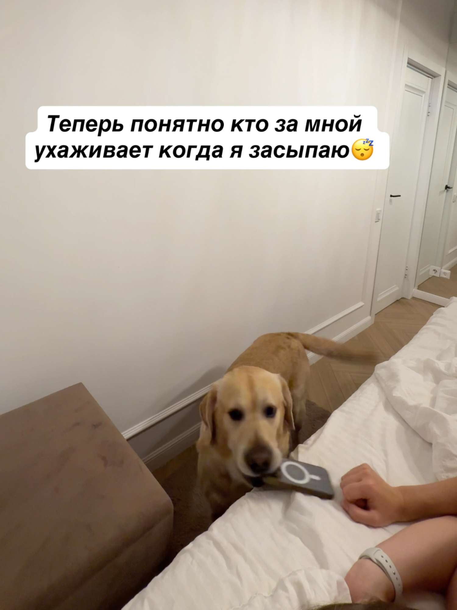 Умнейший пес🐶 #labr_deni