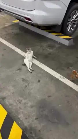 DM for credits or removal. All rights respected. Follow for more cat videos. . . . . . #CatClipsHQ #cats #catsoftiktok #funnycats #catreels
