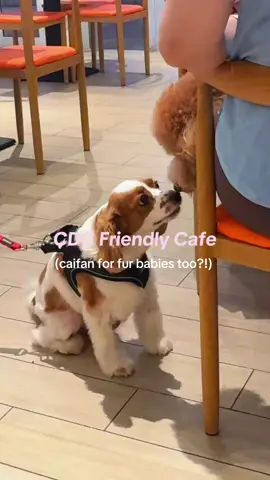 affordable, pet-friendly cafe that accepts CDC vouchers! #cdcvoucher #petfriendly #dogs #cats #cafe #food #fypシ゚viral 