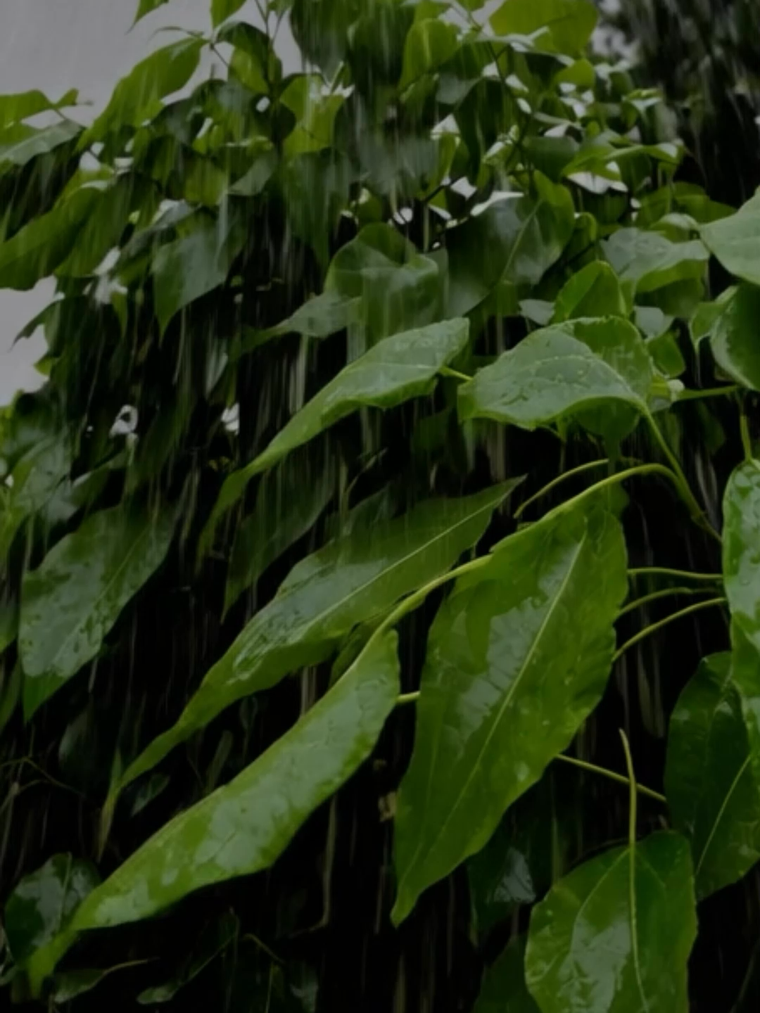 Rain & Plants. #asmr #sleep #relaxing #rain #nature #thunder #relaxingsound #plants