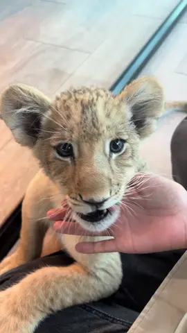 โดนแน่ๆ ขี้สีนขี้บ่นขนาดนี้🦁🤍#chalong #Phuket #thailand #lioncafephuket #zoo #cafe #coffee #ภูเก็ต #ฉลอง #คาเฟ่สิงโตภูเก็ต #ประเทศไทย🇹🇭 @หยกหยกมาเเว้วววว🤍✨ 