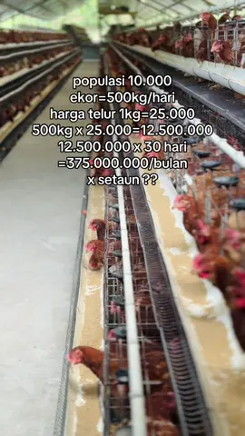 hitung produksi 80%#fyp #peternakmuda #ayampetelur #ojolalifram 