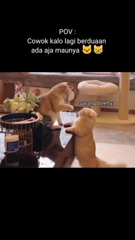 🗿 #foryou #cats #catlovers #kucingimut #kucingkesayangan #kucinglucu #kucing #kucingcomel #story #storywa #random #faktaunik #lucu #funnyvideos #cute #lovestory #ceritacinta #cerita #reelsinstagram #trendingreels #fypreels #fypage #fyp #pov #mk #relateable 