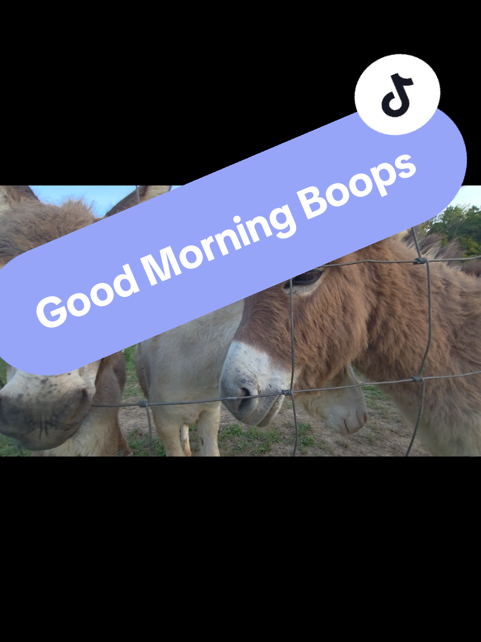 Good Morning #Morning #animals #sweet 