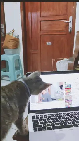 penasaran amat mau nonton YouTube #kucinglucu  #kucingimut  #cat #kucingnontonyoutube  #funnycat