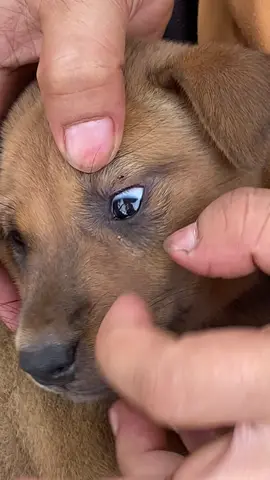 too many fleas #foryoupage #puppy #fypシ #foryou 