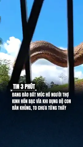 SAU MÀ TO THẾ #tin3phut_vietnam #tin3phut #news #tiktoknews #tâmlinh 