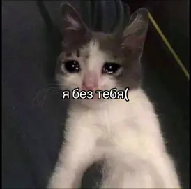 🌸🌸🌸#Love #рекомендации #fup #myboy #boyfriend #любимый #catsoftiktok 